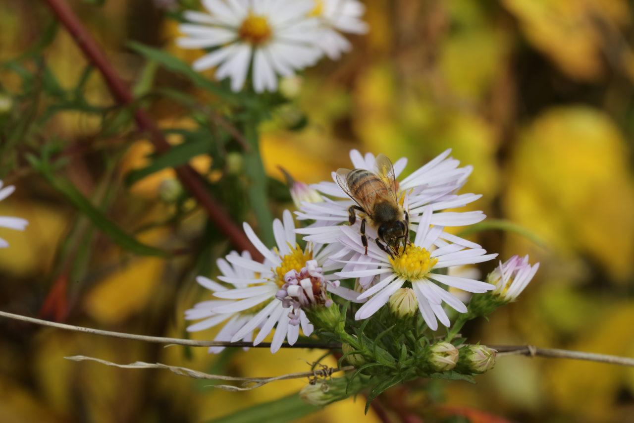 Home Cranberry Knoll Condominiums